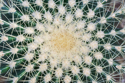 Top view of a Golden Barrel cactus