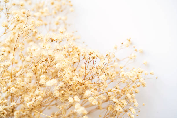 istock Dried fluffy plants, close up. 1467635991