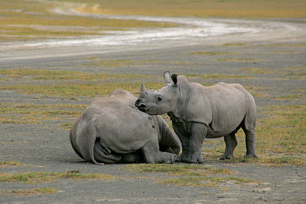 baby white rhino leaning against his Mum! stock photo