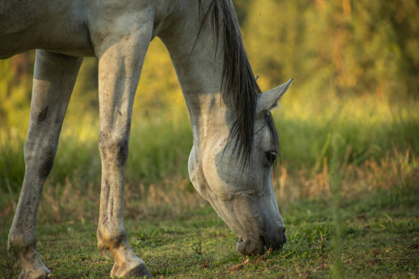 istock Horse portrait 1467636922