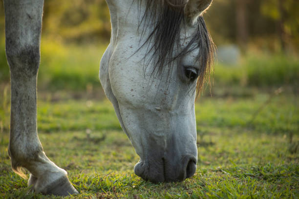 istock Horse portrait 1467637425