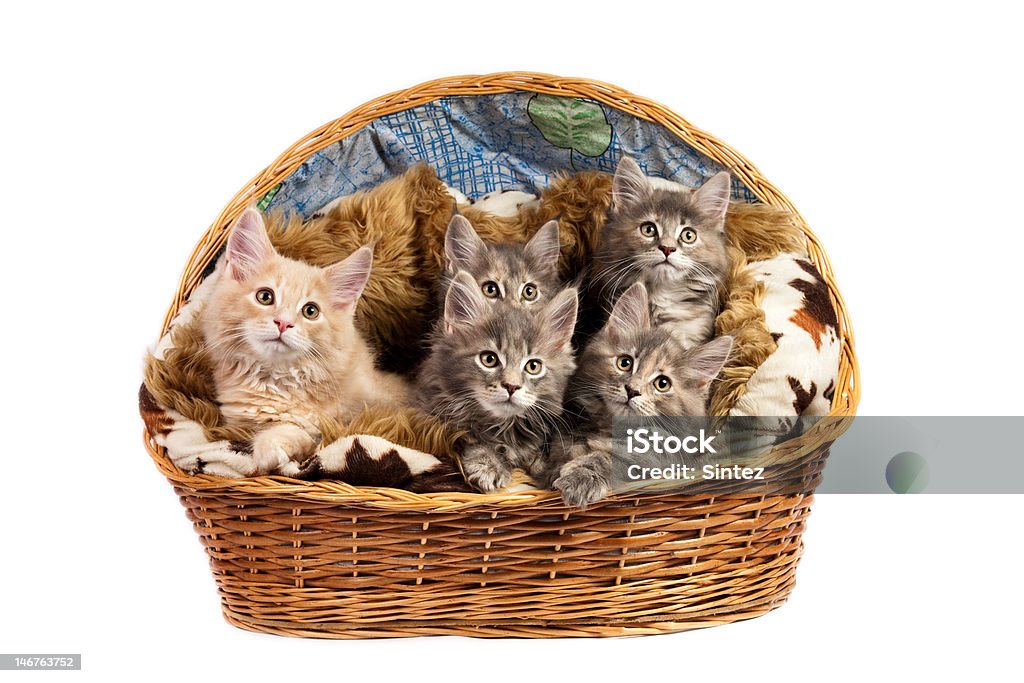 「メーヌ coon kittens - カットアウトのロイヤリティフリーストックフォト