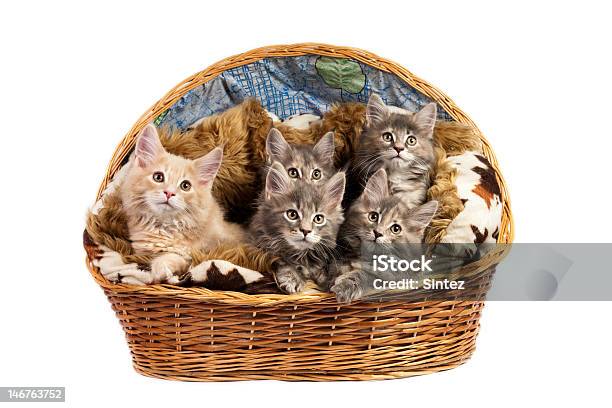 メーヌ Coon Kittens - カットアウトのストックフォトや画像を多数ご用意 - カットアウト, カラー画像, スタジオ撮影
