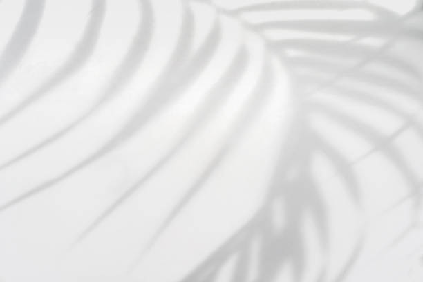 istock Tropical palm leaves shadow on white wall background with copy space 1467639204