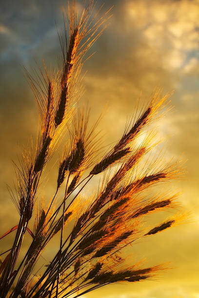 Ears of wheat stock photo