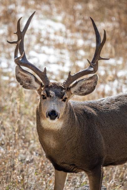 istock Male deer looking at you 1467639421