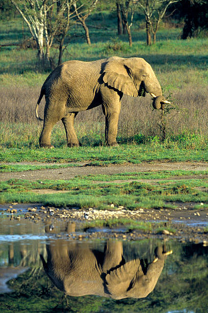 large African elephant with refelction Tanzania stock photo