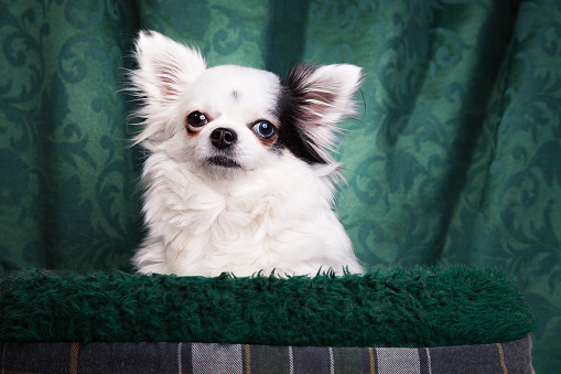 Long haired Chihuahua in a tartan dog bed. White Chihuahua agaist a green background.
