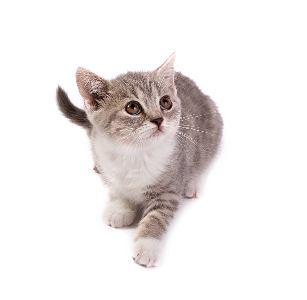 istock The kitten plays on a white background 146764029