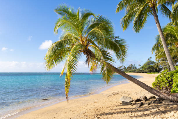 istock Perfect palm tree overhanging a tropical beach in paradise 1467640360