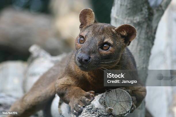 Curious Fossa Stock Photo - Download Image Now - Fossa, Madagascar, Africa