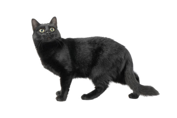 istock Black cat looking up with interest isolated on white background. Beautiful black cat isolated. 1467642100