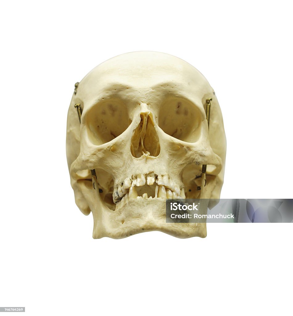 Человеческий Кормовое весло - Стоковые фото Анатомия роялти-фри