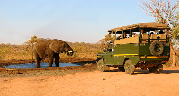 Safari vehicle and elephant stock photo