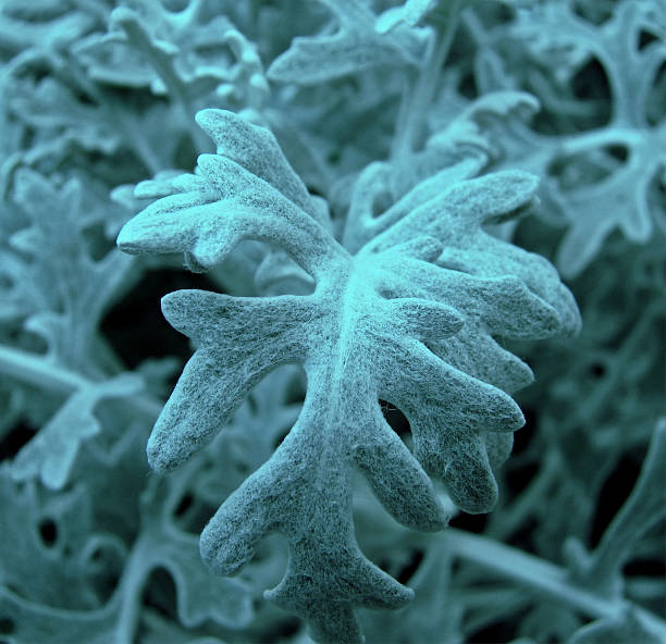 Close Up PLant - Dusty Miller A close up shot to plant - Dusty Miller. I enhanced the image with blue tones tough Dusty miller plant is in white color. cineraria maritima stock pictures, royalty-free photos & images