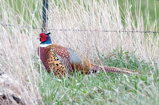 Male common pheasant Phasianus colchicus hiding in the grass