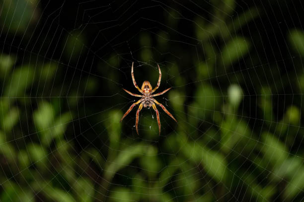 Big spider back view Big spider back view on web macro close up view spider with prey stock pictures, royalty-free photos & images