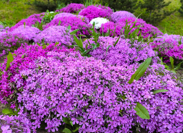 Imagem gratuita: planta rasteira, Flox plantar, rosa, flores