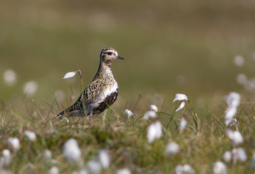 A golden plover standing alone in a field of cotton grass, Unst, Shetland islands, Hermaness