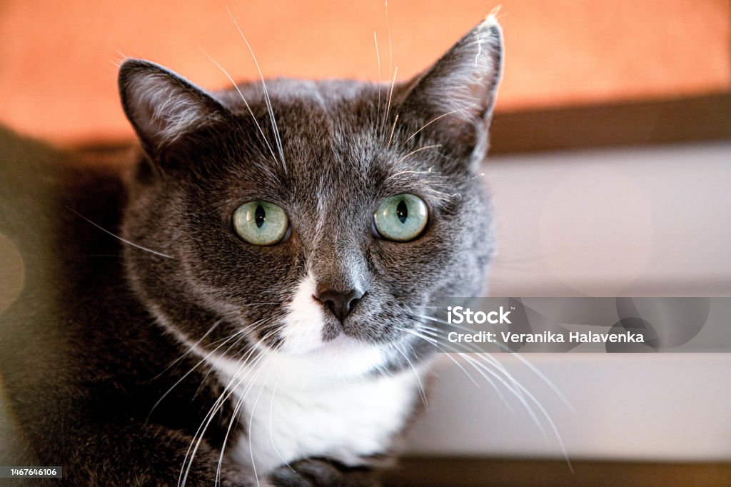 Gray-white cat in a crucible, bright green eyes. A disgruntled face. Tranquility Stock Photo