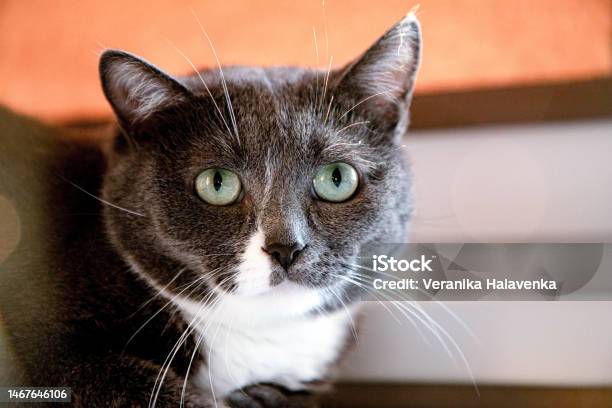 Graywhite Cat In A Crucible Bright Green Eyes A Disgruntled Face Stock Photo - Download Image Now