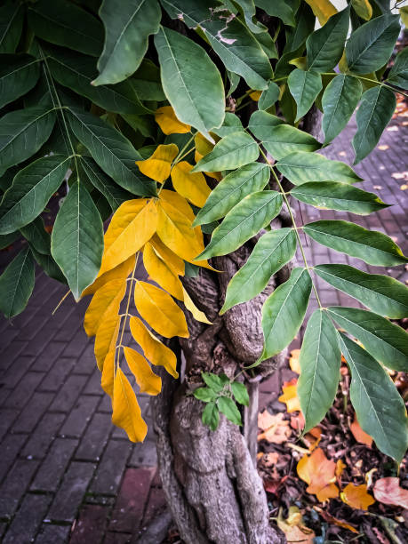 istock Nature, flowers, plants, trees, buds 1467646158
