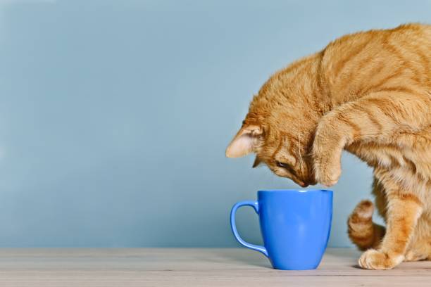 istock Cute ginger cat looking curious to a coffee cup on the table. 1467646278