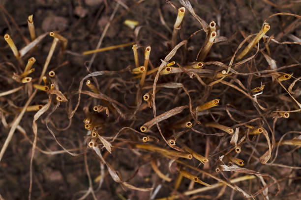 This image captures a close-up view of dried reeds, showcasing their slender and graceful forms. The reeds have a golden-brown color, typical of mature reeds that have reached the end of their growing season. The individual stalks are thin and slightly curved, creating a natural pattern that is both chaotic and harmonious. The background is a soft blur of similar reeds, providing a sense of depth and emphasizing the abundance of this plant provides. This image encapsulates the beauty of the reeds, reflecting their role in the ecosystem and their aesthetic appeal in the landscape.