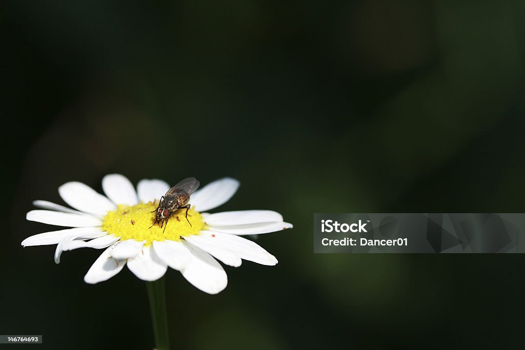 Mosca fica numa camomile - Royalty-free Abelha Foto de stock