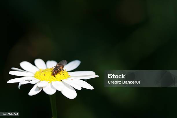 Mosca Fica Numa Camomile - Fotografias de stock e mais imagens de Abelha - Abelha, Abelhão, Amarelo