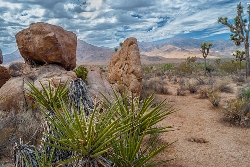 Joshua Tree National Park, Mojave Desert, California