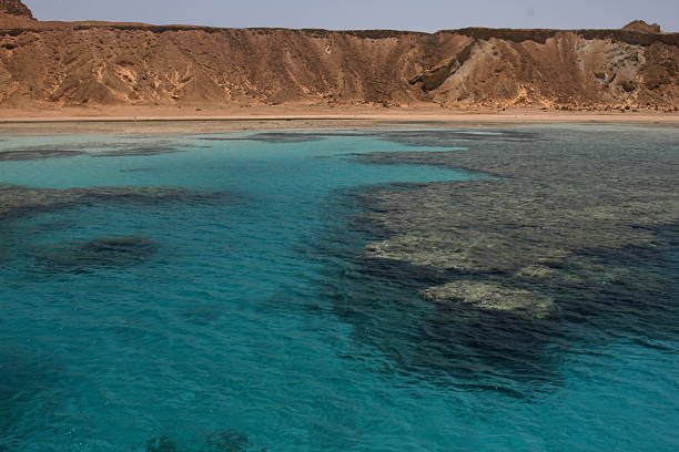 barriera corallina nel golfo di suez - gulf of suez foto e immagini stock