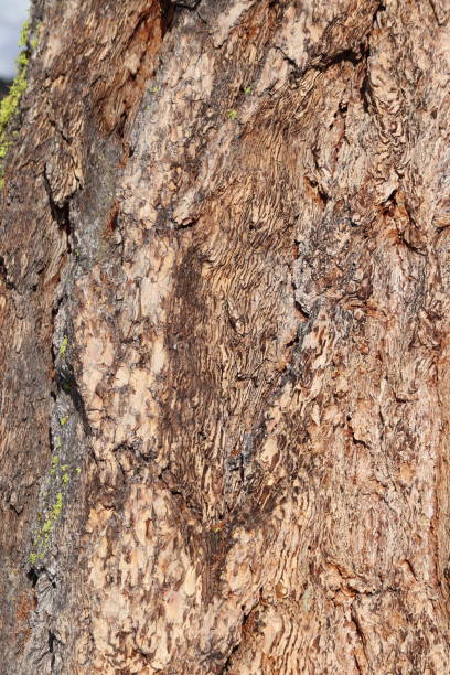 istock Closeup of tree bark 1467649958