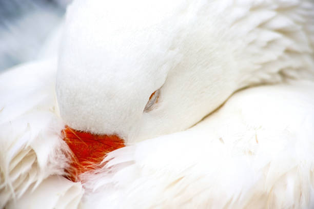 istock White Domestic Goose 1467650172