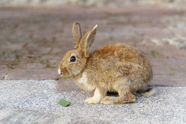 istock Grey-red little rabbit in grey natural background 1467650275