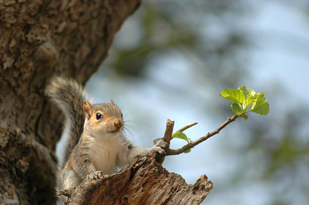 Young squirrel stock photo
