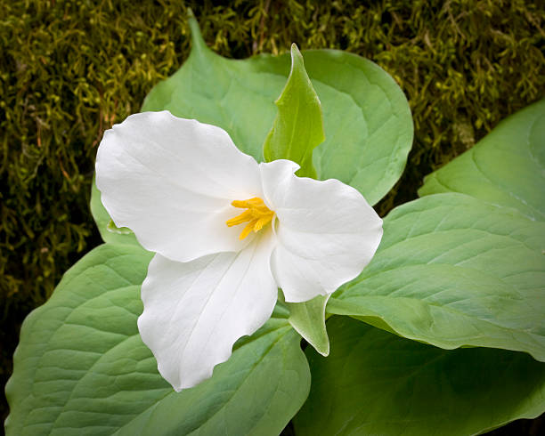 istock Trillium Grandiflorum - Wildflower 146765154