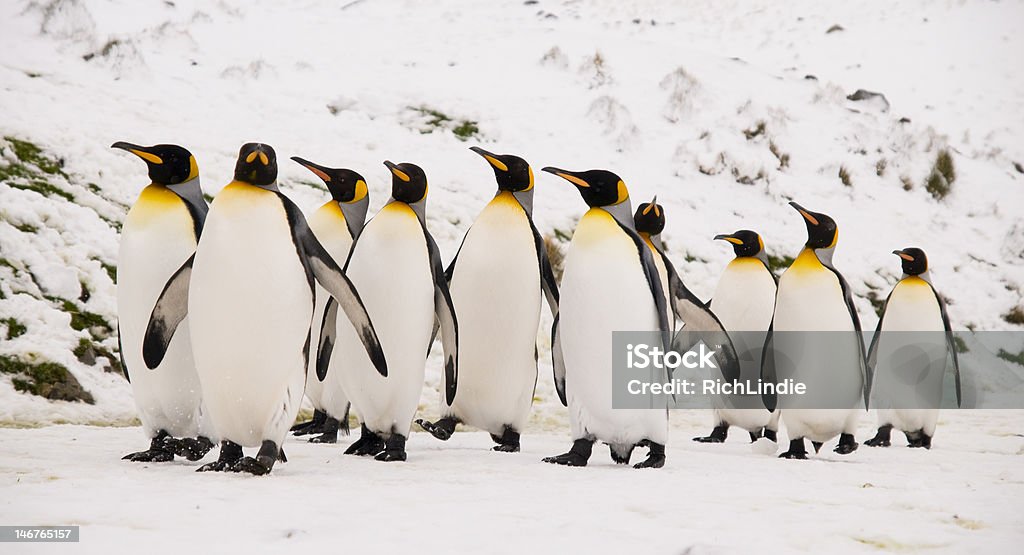 Penguins défiler avec très grand lit - Photo de Défiler libre de droits