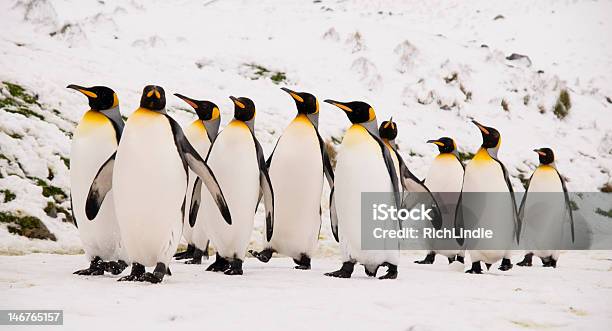Re Pinguini Marcia - Fotografie stock e altre immagini di Marciare - Marciare, Pinguino, Ambientazione esterna