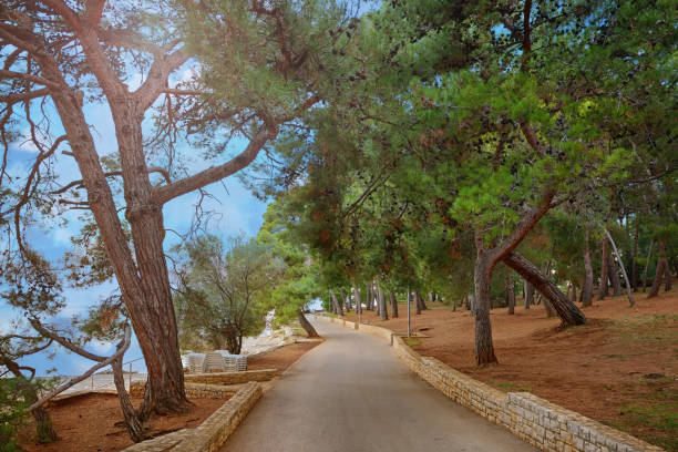 istock Stone walkway path by the Adriatic sea with a beautiful pine forest in Porec 1467651875