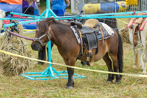 Adorable small pony with western style saddle giving children rides at a rodeo in rural Georgia