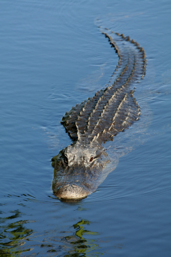 Alligator in the Everglades National Park in Florida