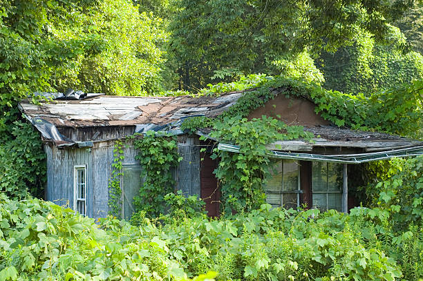 casa de kudzu - kudzu fotografías e imágenes de stock