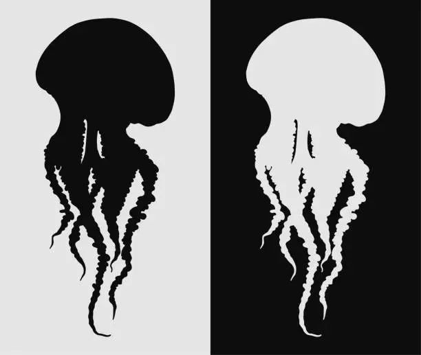 Vector illustration of Hand drawn jellyfish isolated illustration set in black and white. Medusa with long tentacles silhouette