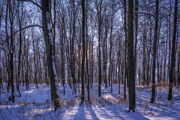 White winter landscape with trees covered with snow