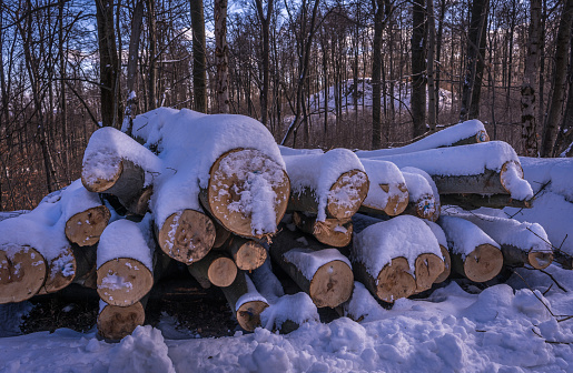 Tree logs covered with snow