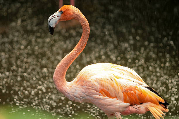 Flamingo in the rain stock photo