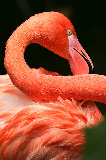 Close up of a flamingo neck and feathers stock photo