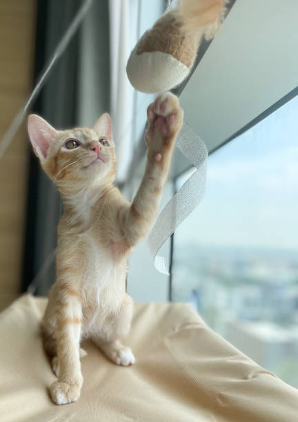 istock Ginger Cat Playing with Toy by Window, in Bangkok Thailand 1467655053