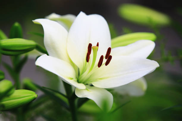 istock blooming Oriental Lily(Fragrant Lily) flowers 1467655259